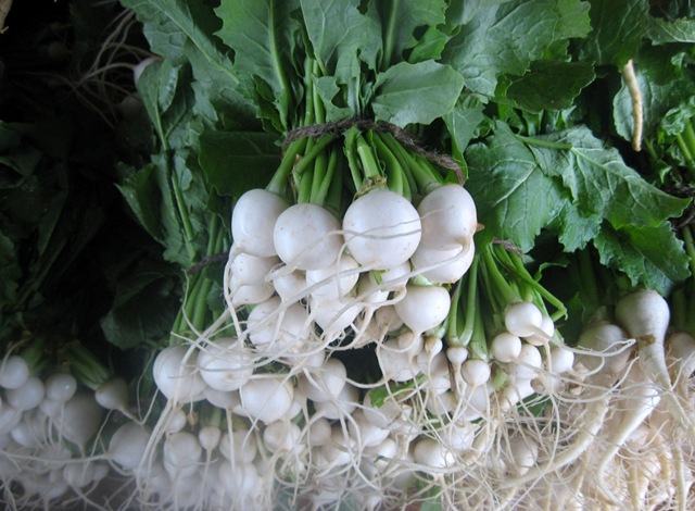 [JAPANESE TURNIPS 002[3].jpg]