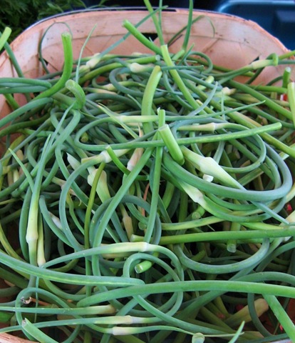 [garlicscapestaliaferro2.jpg]