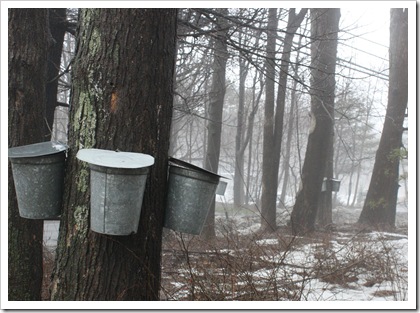 maple buckets, chestnut hill rd, woodstock