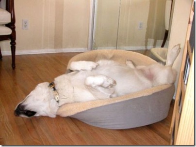 lazy dog 2