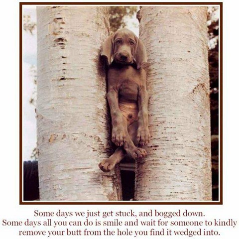 [dog in tree active rain[6].jpg]