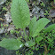 Comfrey