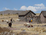 Habitat traditionnel avec ses lamas