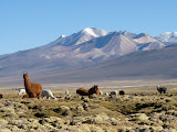 Alpacas (plus petits et plus touffus)