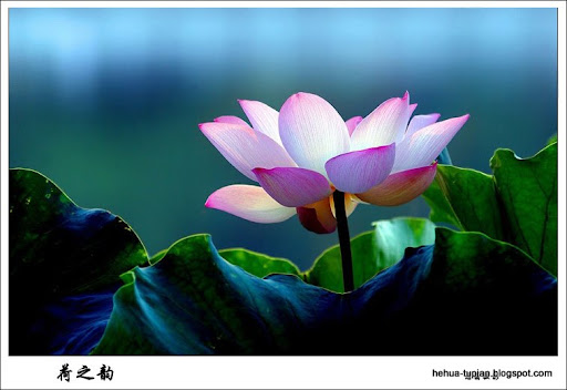 荷花图片Lotus Flower:qu6ihmbsj08p2z