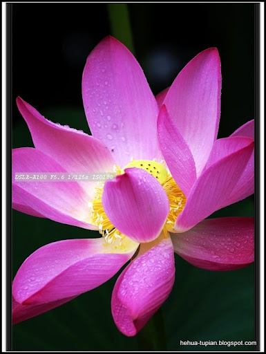 荷花图片Lotus Flower:xwr1q77xi47cgt