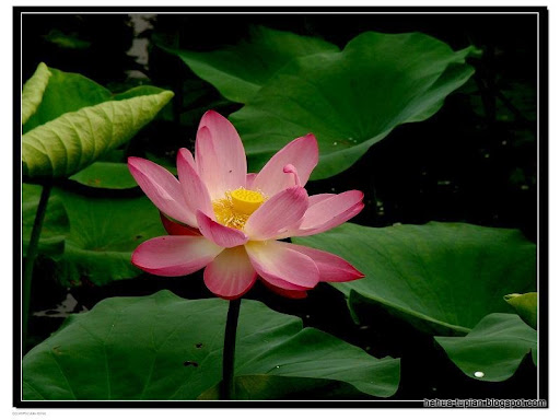荷花图片Lotus Flower:0pdu1hwtii7uu7