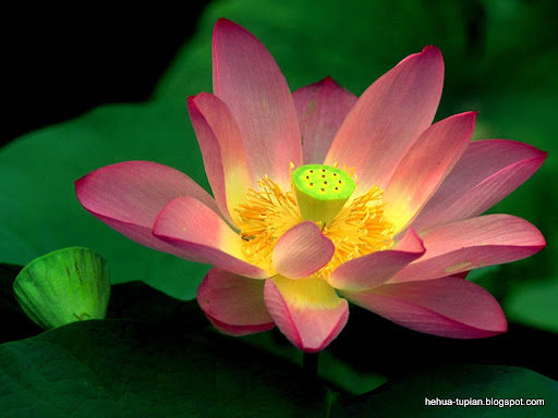荷花图片Lotus Flower:7u3mdhht08w28x