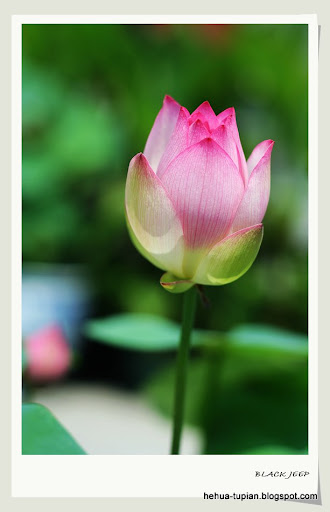 荷花图片Lotus Flower:914yh364t17rgg