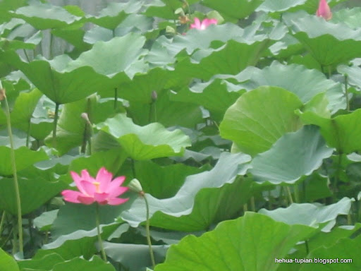 荷花图片Lotus Flower:jbn8j3w67u64f9