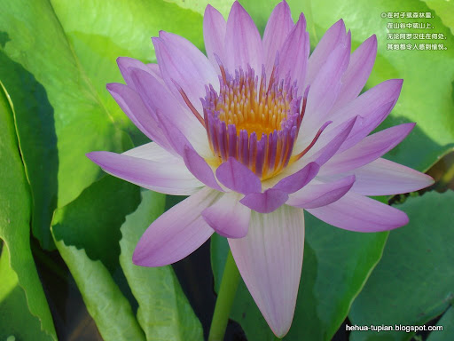 荷花图片Lotus Flower:oxv719861ne306