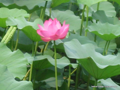 荷花图片中心荷花图片Lotus Flower荷花图片