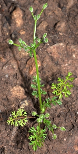 Tasmanian Native Plants