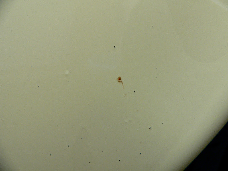 P1070833.JPG
