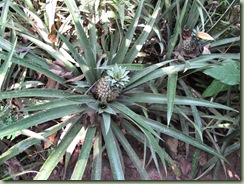 IMG_2367 pineapple