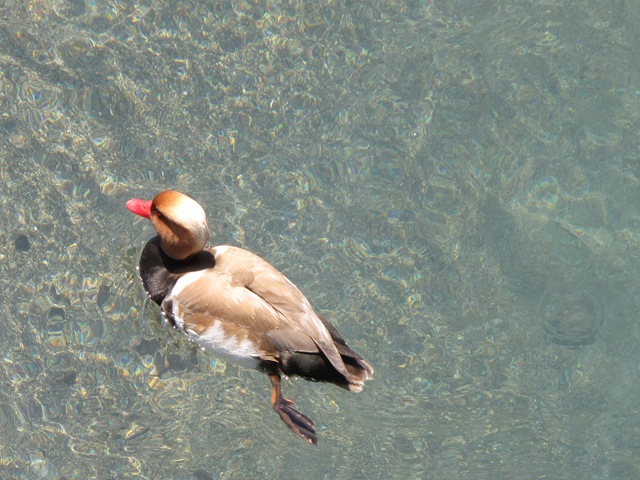 [IMG_42333.jpg]