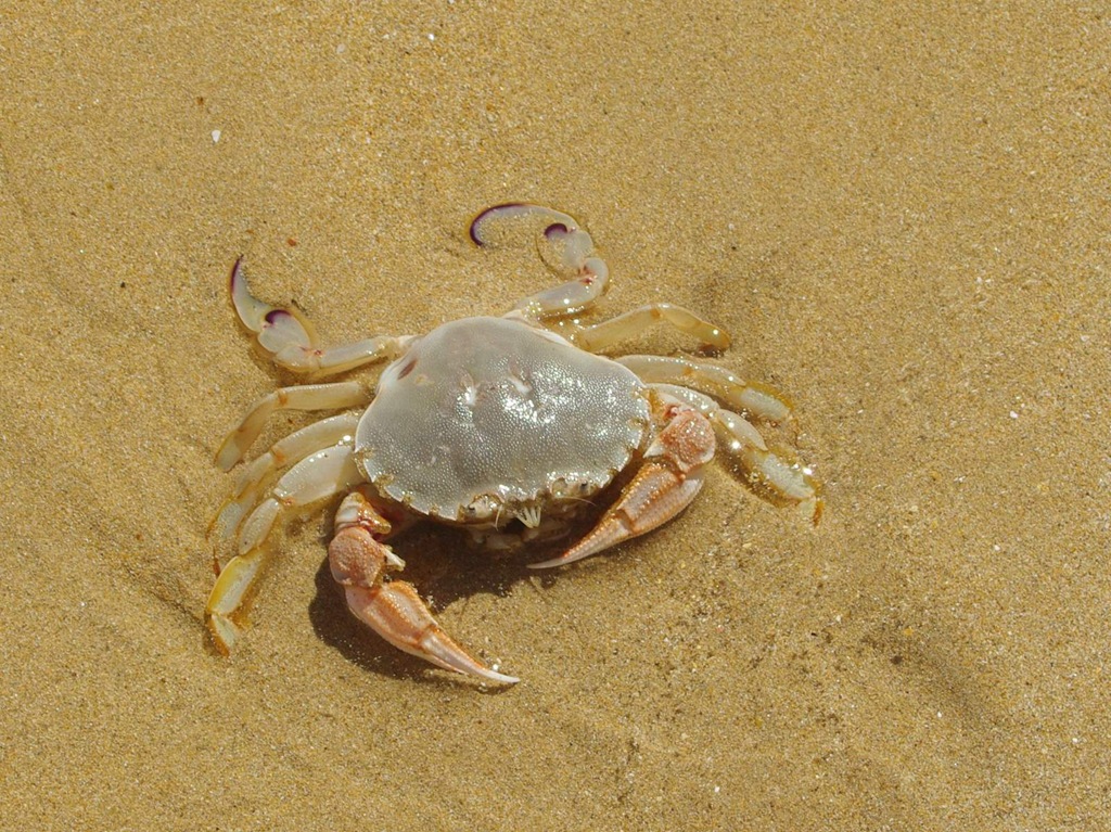 [Sand Crab [Ovalipes australiensis][4].jpg]
