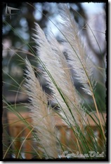 Parque_Labordeta (17)