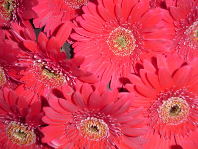 http://lh4.ggpht.com/_xn5MGm3Pt48/SlgadmENnqI/AAAAAAAAV1I/xE4yoSTmgkQ/s800/BXK2035_flor5800.jpg