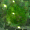 small Acid sprite