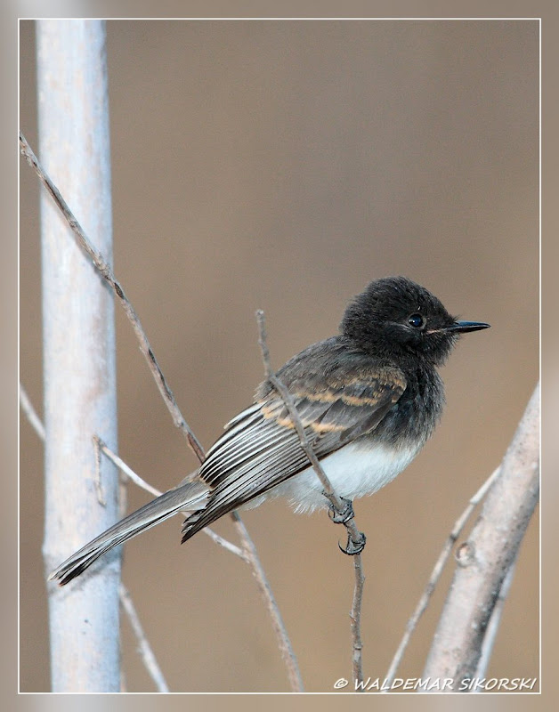 IMAGE: http://lh4.ggpht.com/_xoTzHy8krJg/SohcrWbqxkI/AAAAAAAAAJc/8rfHzb16Zls/s800/WS_1059res.jpg