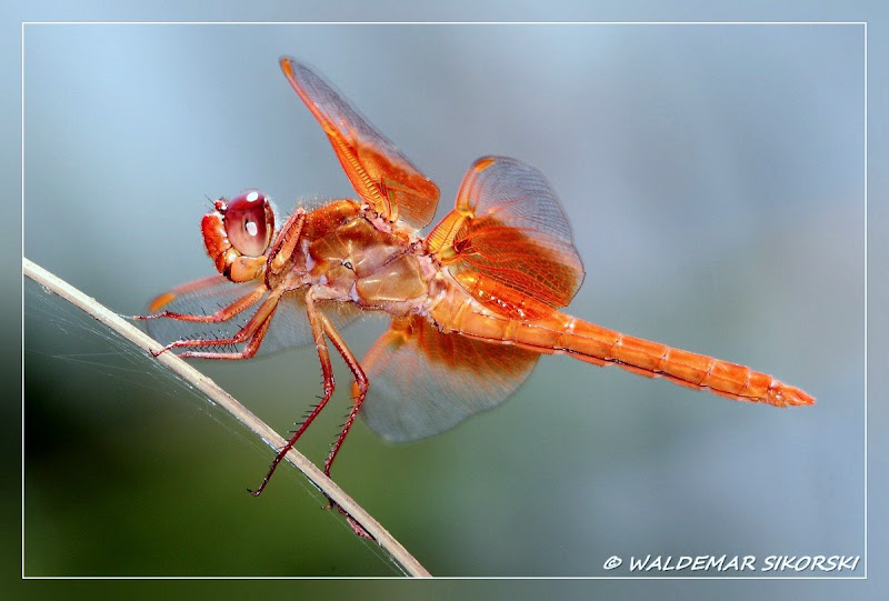 IMAGE: http://lh4.ggpht.com/_xoTzHy8krJg/SozyPG8fXjI/AAAAAAAAAYM/Q3-inomeVto/s800/WS_1758res.jpg