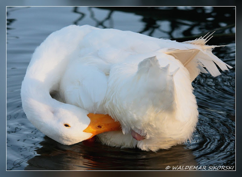 IMAGE: http://lh4.ggpht.com/_xoTzHy8krJg/Spyphs89qsI/AAAAAAAAAr4/sVC20J9nPjg/s800/WS_3848res.jpg