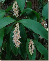 Pholidota articulata