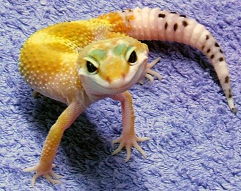 Obrázek