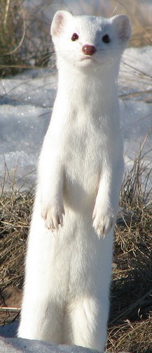 Obrázek