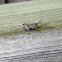 Eastern Lubber Grasshopper
