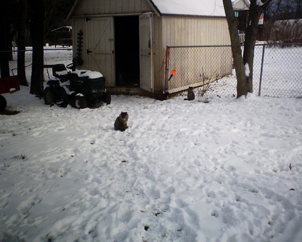 [kitties in the snow[3].jpg]