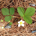 Wild Strawberry