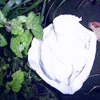  Earth (Gallery)