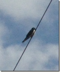 first swallow