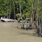 tanjung piai_pokok bakau.jpg