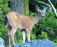 Trinity Alps 062.JPG