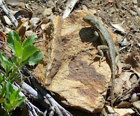 Trinity Alps 131.JPG