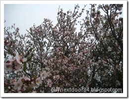 IMG_8171 IMG_8171