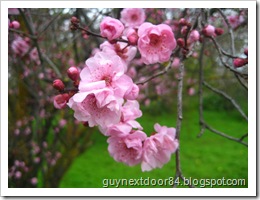 IMG_8242 IMG_8242