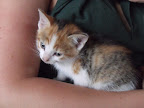 Baby Animals
