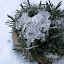  &ndash; Ingesneeuwde lavendel