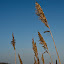  &ndash; Wuivend riet met maisland