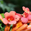  &ndash; Rode bloem macro