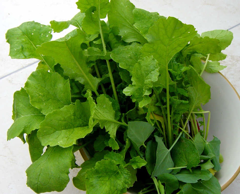 [Radish and Sorrel Leaves[2].jpg]
