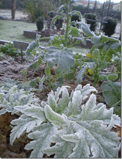 Frost in June 2010 003