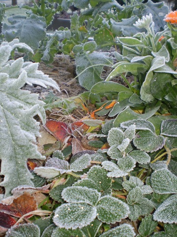 [Frost in June 2010 004[4].jpg]