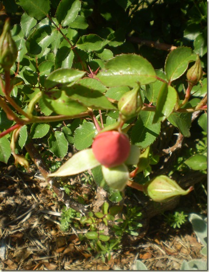 october 2010 044