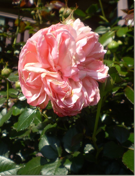 october 2010 035
