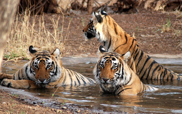 tiger.jpg